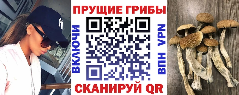 Псилоцибиновые грибы Psilocybe  Новый Уренгой 